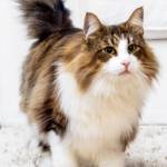 Tan Jin Xi profile picture