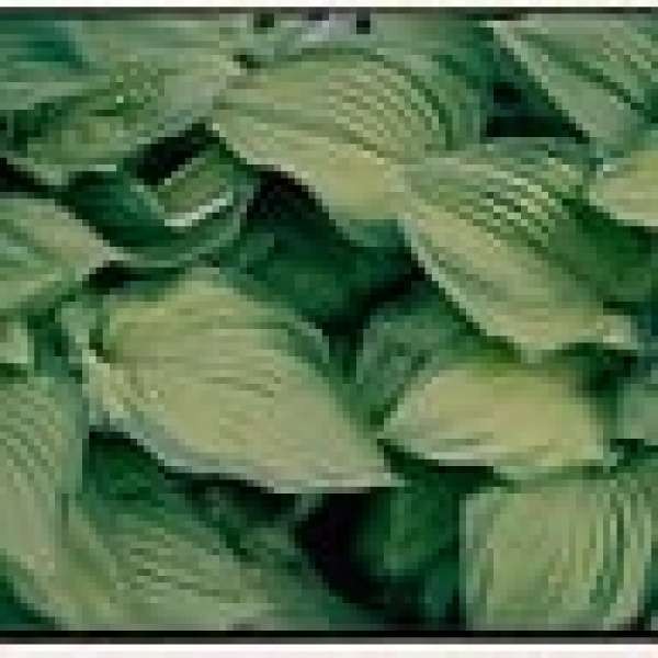 spirit-blossom-15285 - CBABC-Social-Music